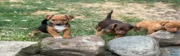 Jack Russell dogs for sale: Three gorgeous jack russell pups  - Advert 19