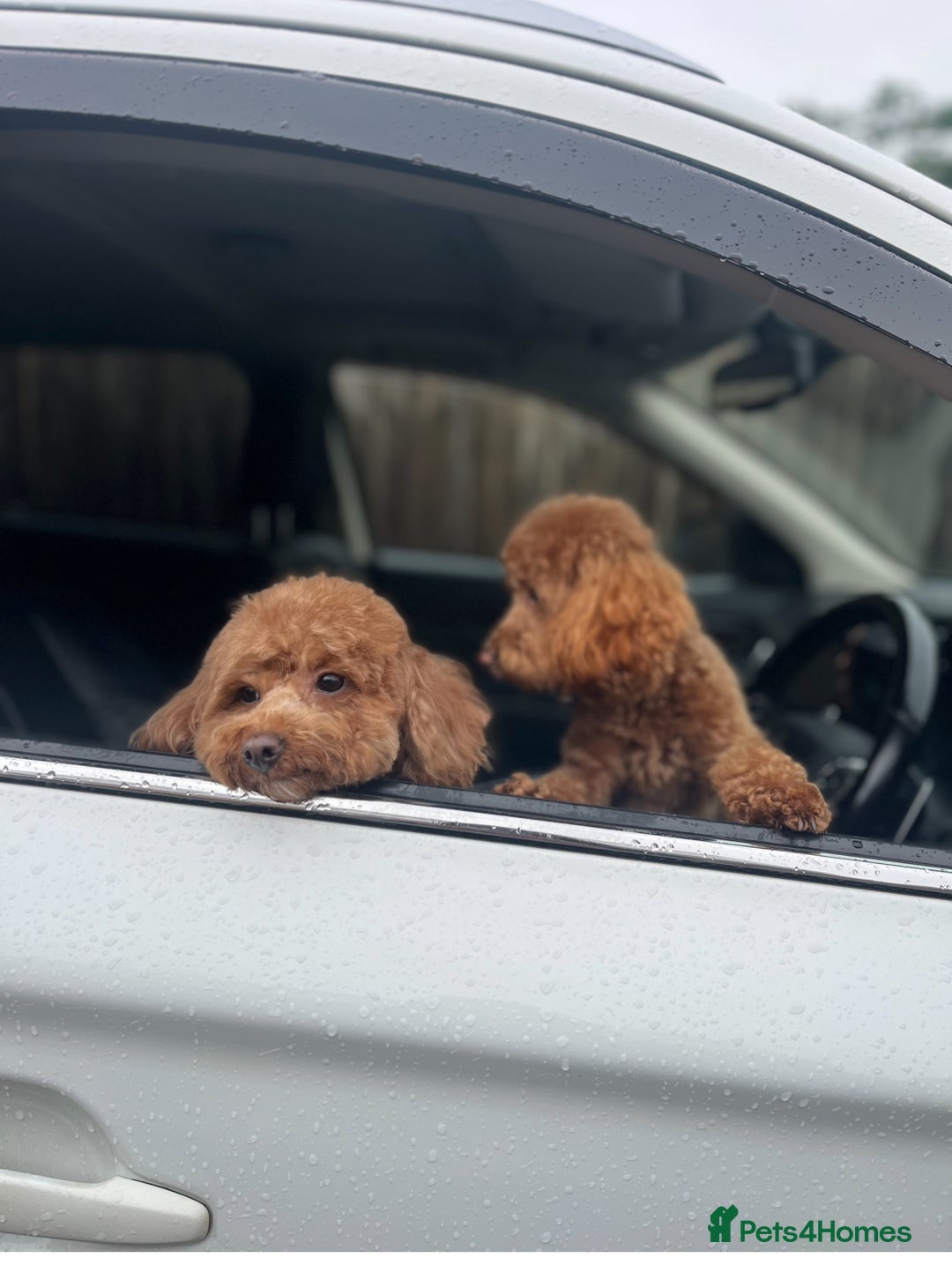 Toy Poodle dogs for sale: Adorable Toy Poodle Pups Looking for Forever Homes - Image 2