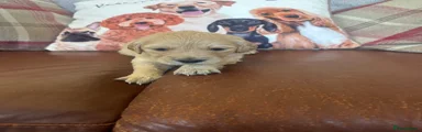 Golden Retriever Puppy 9