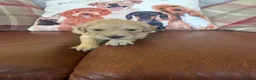 Golden Retriever dogs for sale: Beautiful KC Reg Golden Retriever puppies!!  - Advert 37