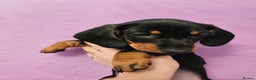 Dachshund dogs for sale: Puppies for sale - Advert 8
