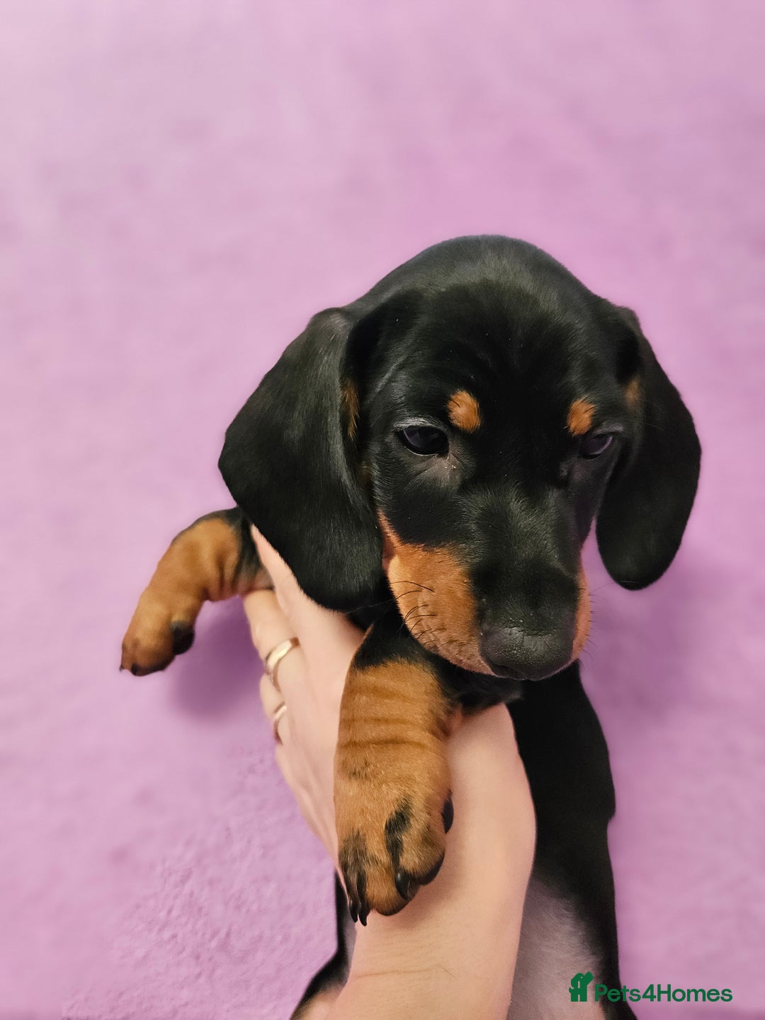 Dachshund dogs for sale: Puppies for sale - Advert 8