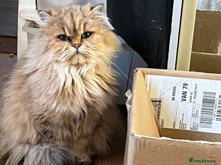 British Longhair cats Gorgeous Gccf female British Longhairs - Advert 3