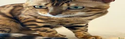 Bengal cats for sale: Absolutely stunning Bengal cat  - Advert 10