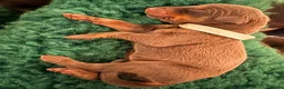 Dobermann dogs for sale: KC Registered Dobermans | 91 Champions in Parents - Advert 18