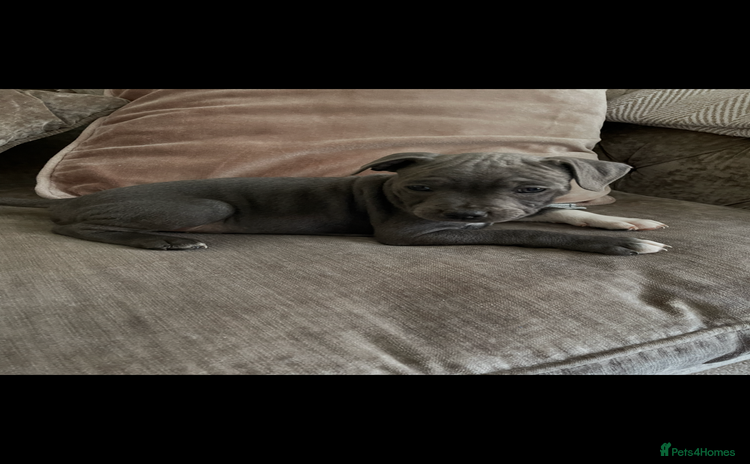Staffordshire Bull Terrier dogs - Advert 2