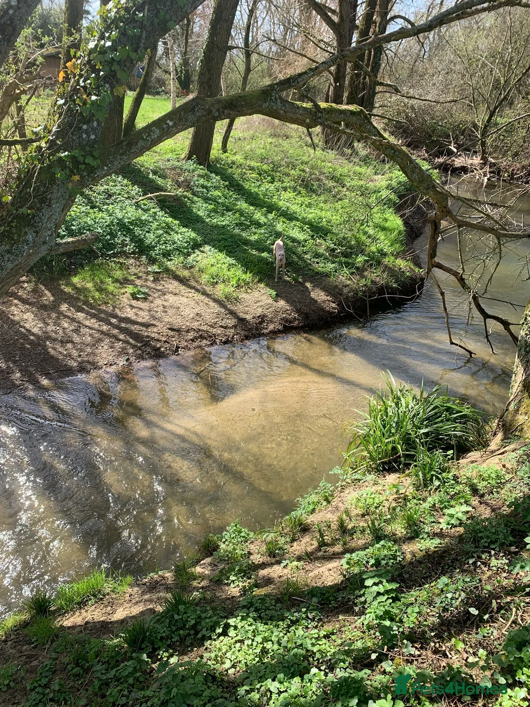 Whippet dogs for stud: Whippet for stud (KC reg; pedigree) Dorset. 20" in Sherborne - Advert 25