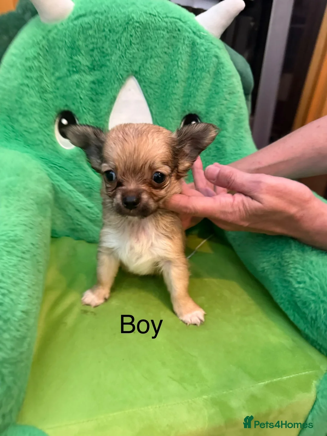 Chihuahua dogs for sale: Chihuahua puppies 2 boys available  in Manchester - Advert 6