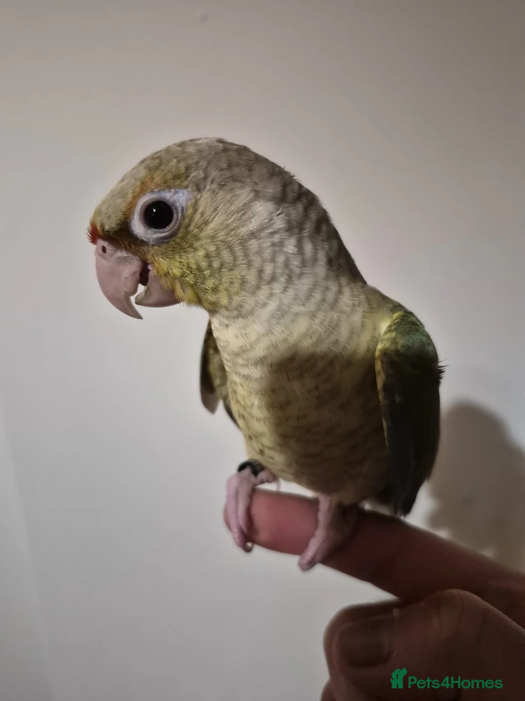 Budgerigars birds for sale: Beautiful Baby Dilute Conure  - Advert 3