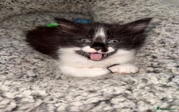 Maine Coon cats for sale: MaineCoon Female Kitten 🩷 - Image 7