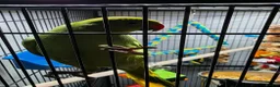 Ringnecks birds for sale: green ringneck parrot  in Worcester - Advert 4