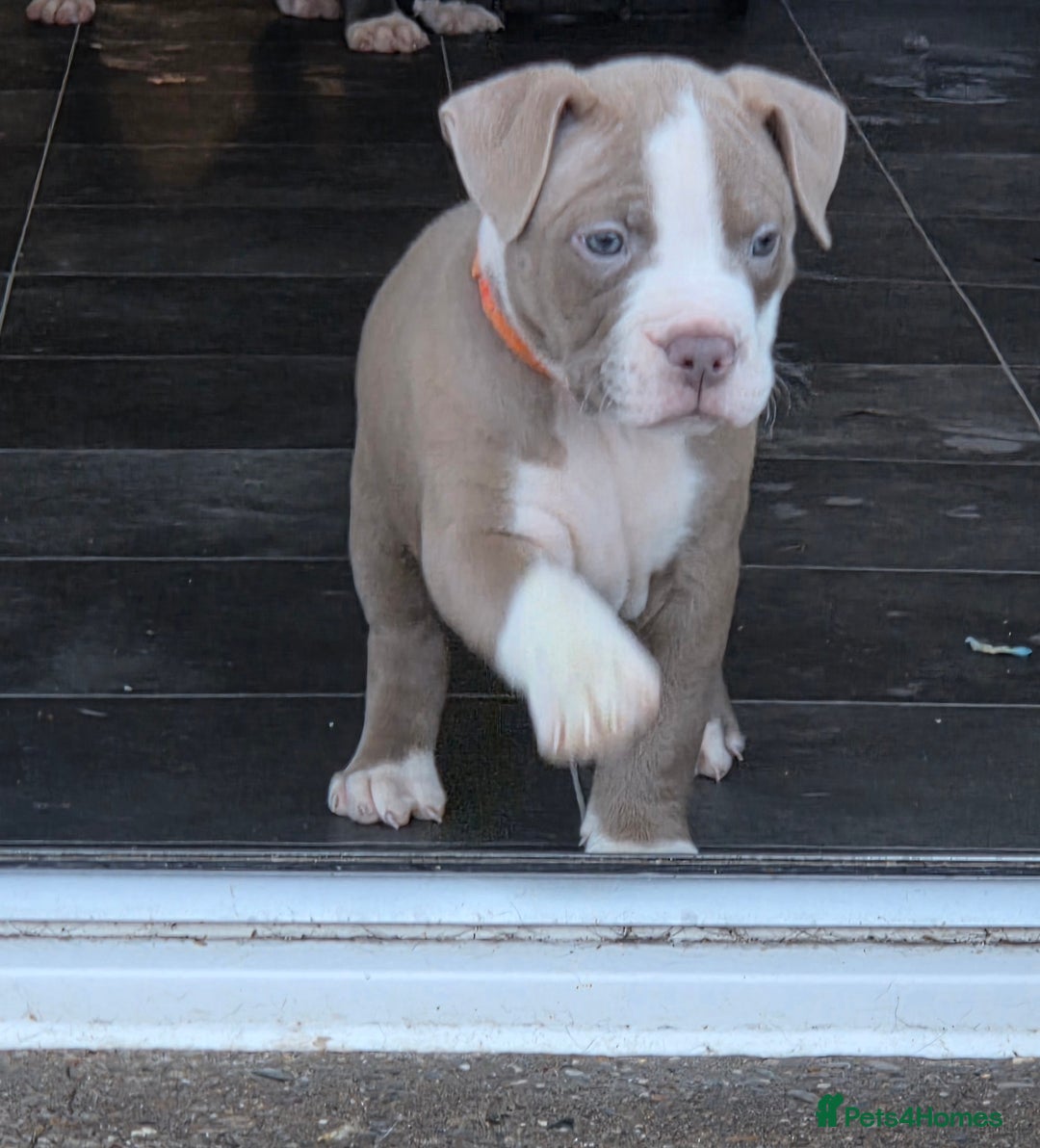 Mixed Breed dogs for sale: Old english bulldog cross american bulldog 😍❤️  - Advert 32