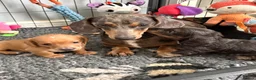Miniature Dachshund dogs for sale: Beautiful well loved babies  in Peterborough - Advert 1