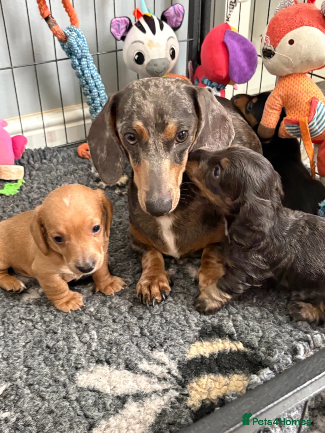 Miniature Dachshund dogs for sale: Beautiful well loved babies  in Peterborough - Advert 1