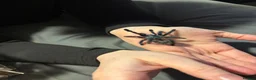 Tarantulas invertebrates for sale: Tarantula Collection For Sale - Advert 2