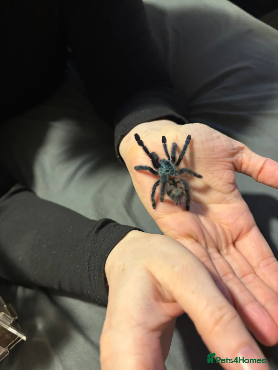 Tarantulas invertebrates for sale: Tarantula Collection For Sale - Advert 2