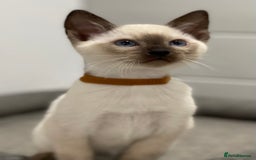 Siamese cats for sale: GCCF Registered Traditional Siamese Kittens  - Image 23
