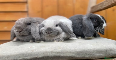 Mini Lop rabbits - Advert 13