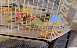 Budgerigars birds for sale: 2 beautiful budgies - Image 3