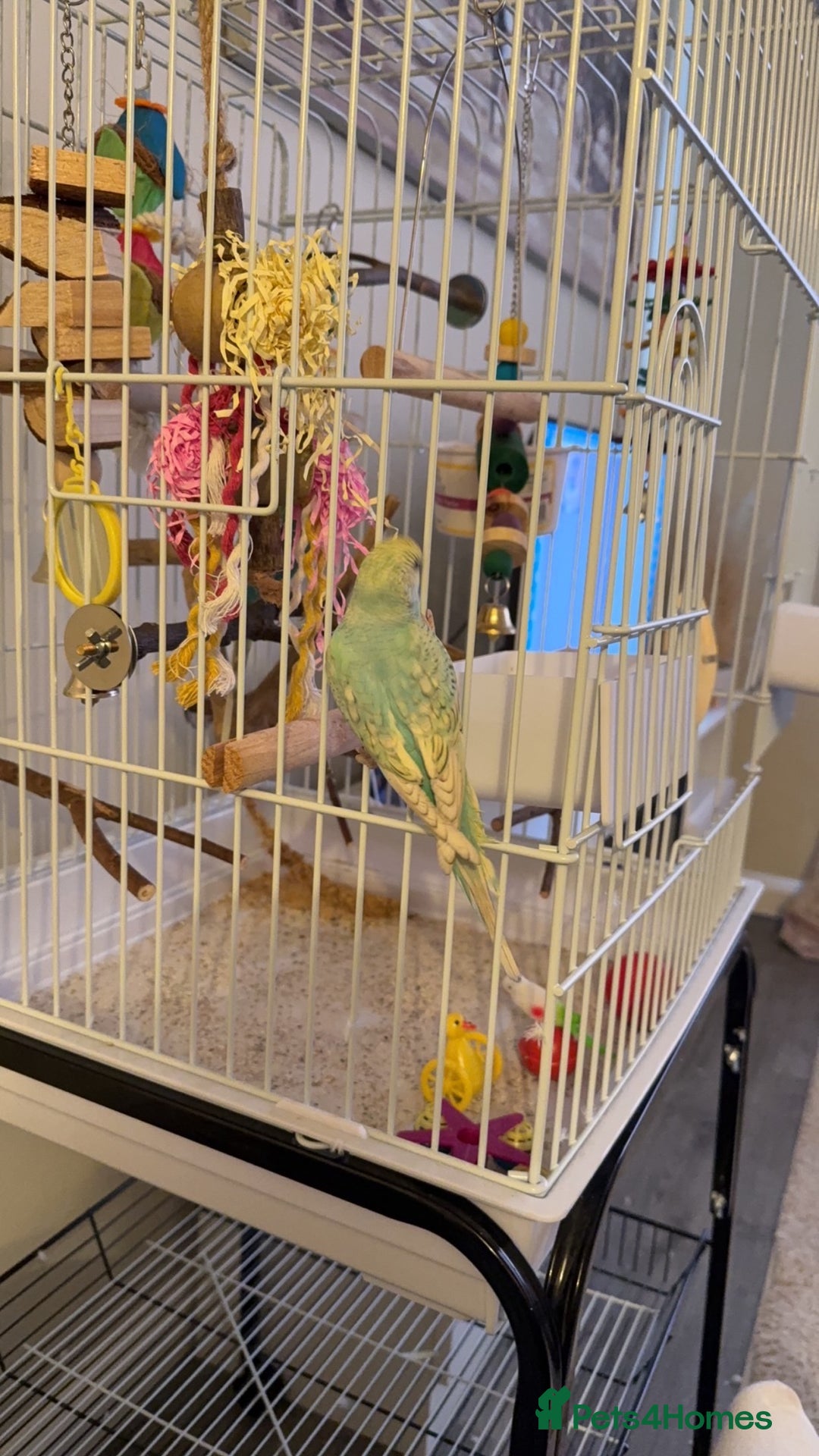 Budgerigars birds for sale: 2 beautiful budgies - Image 3