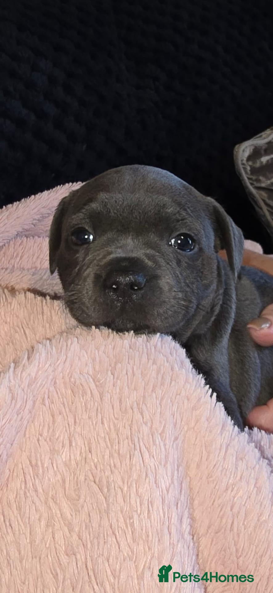 Staffordshire Bull Terrier dogs Blue Staffy Puppies 💗 LAST GIRL Available 💗 - Advert 1