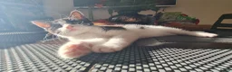 Mixed Breed cats for sale: ***Black and White Male Kitten For Sale*** - Advert 8