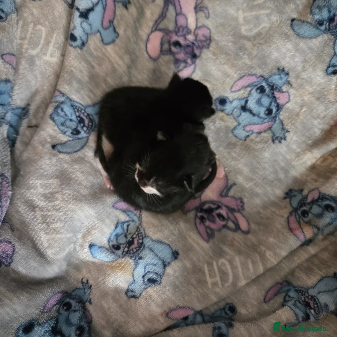 Mixed Breed cats for sale: Kitten for sale  - Advert 9