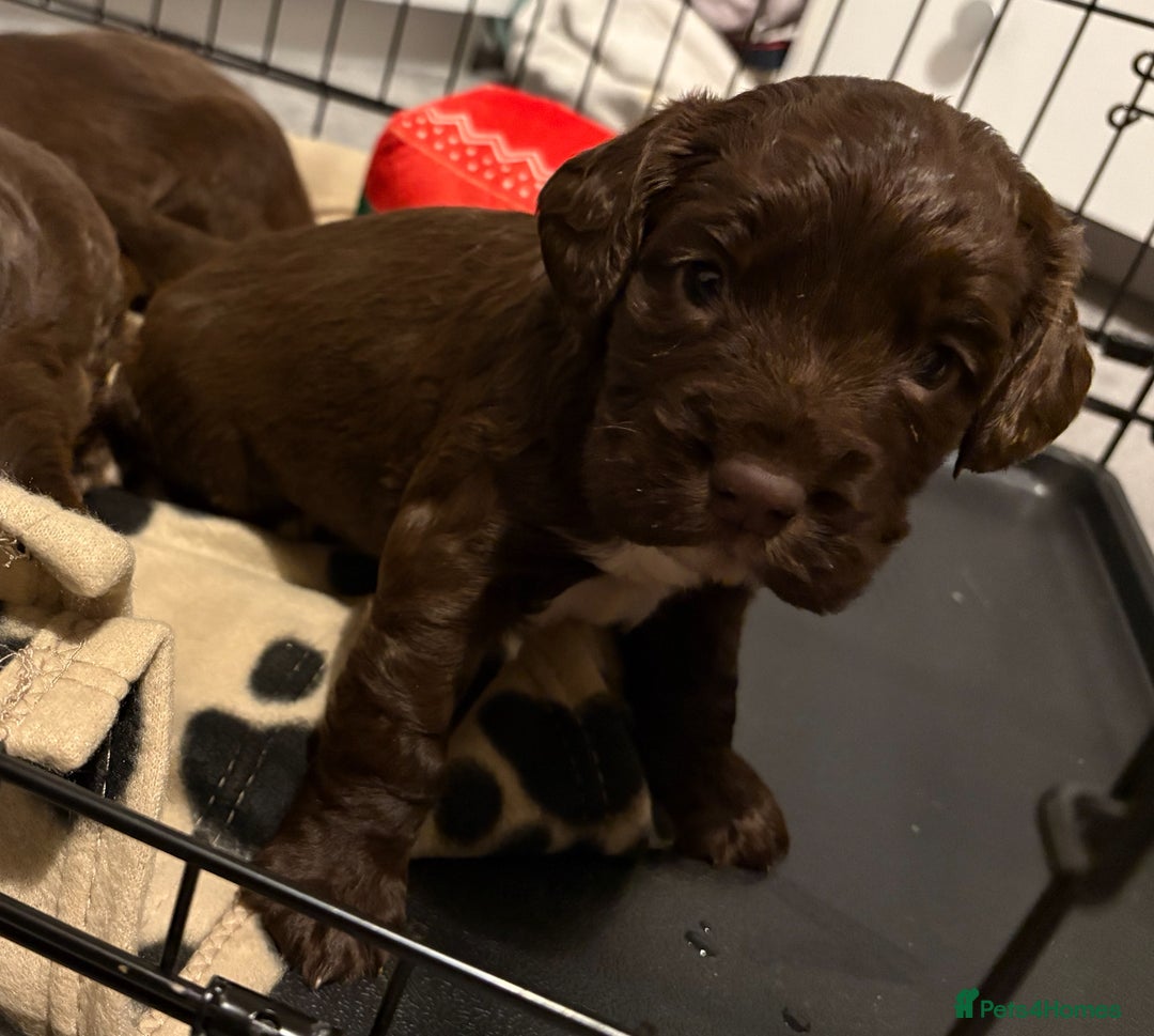 Cocker Spaniel dogs for sale: Stunning Show X Working cocker spaniels  - Advert 4