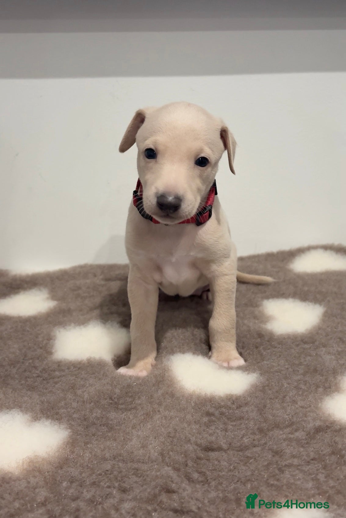 Italian Greyhound dogs Exceptionally Well-Bred Italian Greyhound Puppies - Advert 10