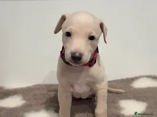 Italian Greyhound dogs Exceptionally Well-Bred Italian Greyhound Puppies - Advert 10