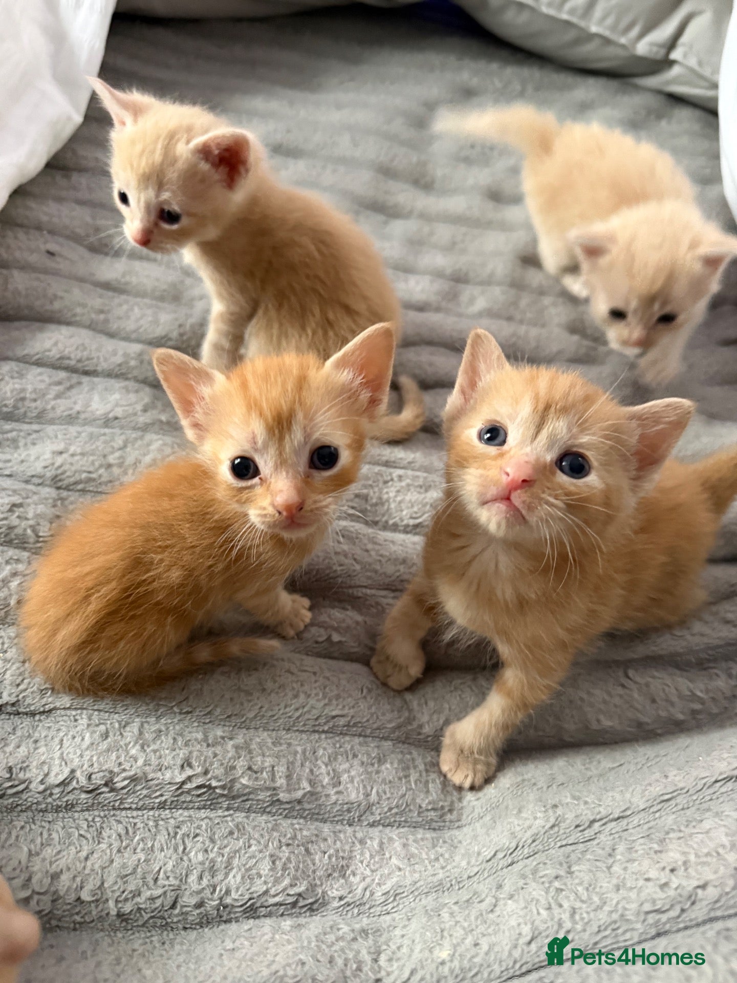 Domestic Shorthair cats Beautiful kittens looking for home- 4 boys  - Advert 1