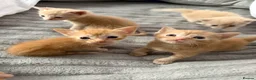 Domestic Shorthair cats for sale: Beautiful kittens looking for home- 4 boys  - Advert 1