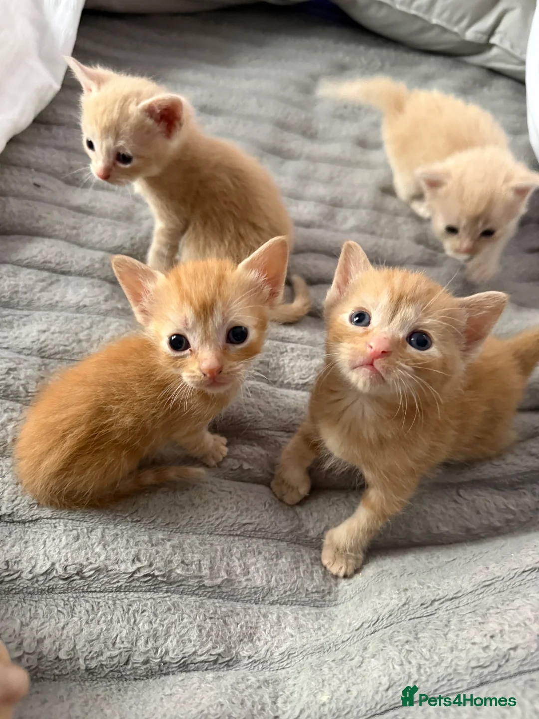 Domestic Shorthair cats for sale: Beautiful kittens looking for home- 4 boys  - Advert 1