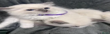 Ragdoll 1