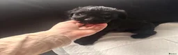 Cockapoo dogs for sale: F1B Cockapoo Puppies 💜🩵 - Advert 3
