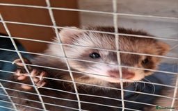 Ferret rodents for sale: Full and semi angora ferrets READY NOW - Image 7