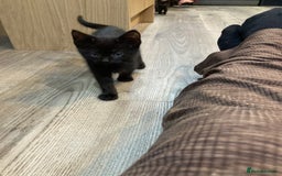 Mixed Breed cats for sale: Semi Longhaired Kittens - Image 14
