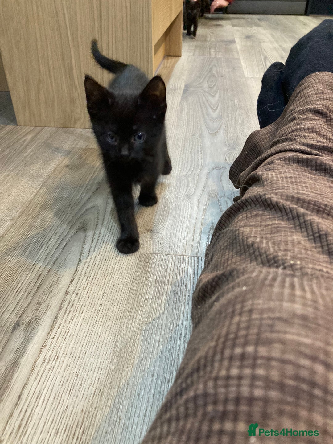 Mixed Breed cats for sale: Semi Longhaired Kittens - Image 14