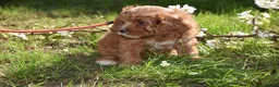 Cavapoo dogs for sale: Ready Now F1 Toy Cavapoo Puppies Health Tested - Advert 9