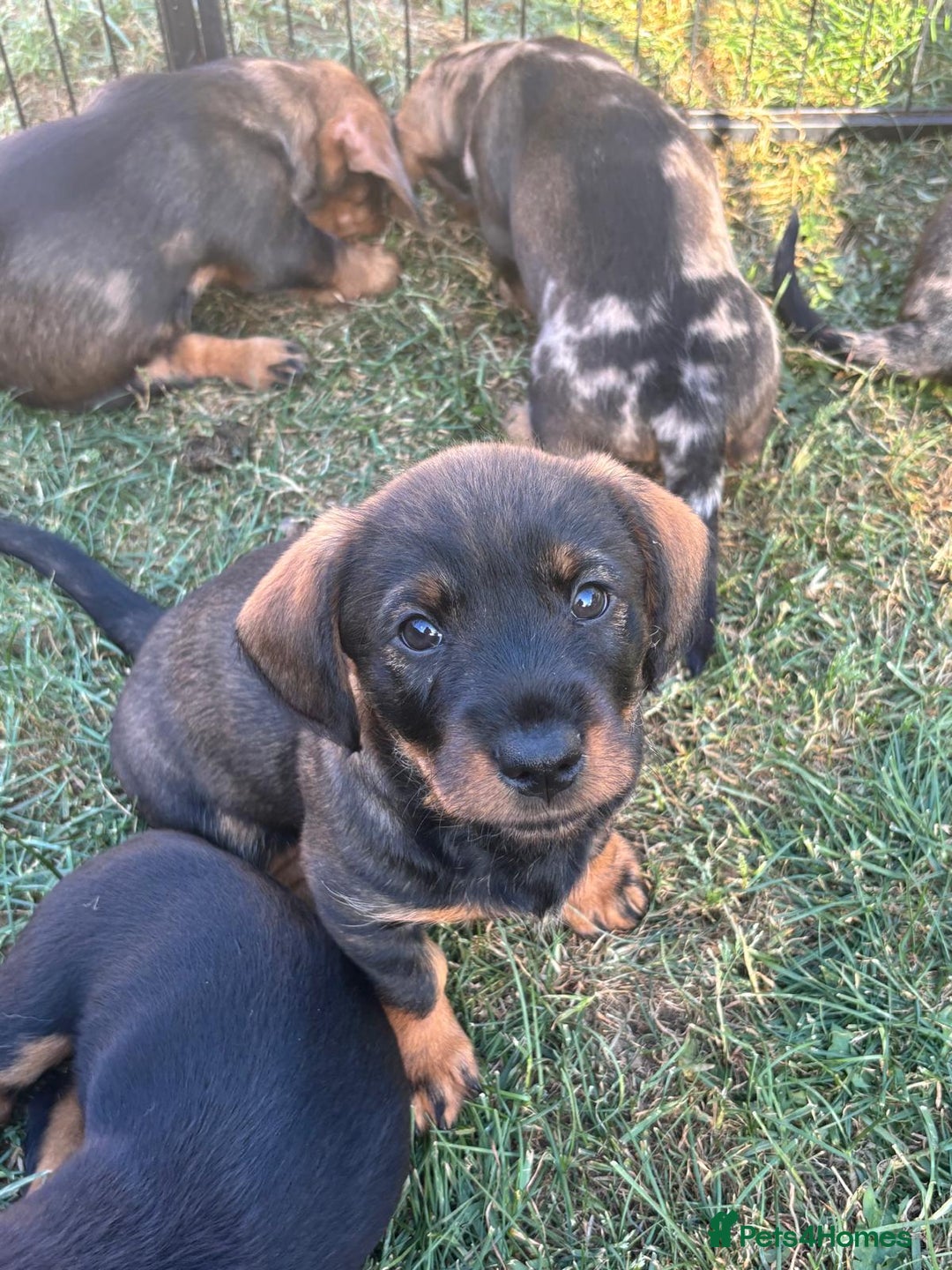 Mixed Breed dogs for sale: Wire Haired Daschund x Rottweiler  - Image 24