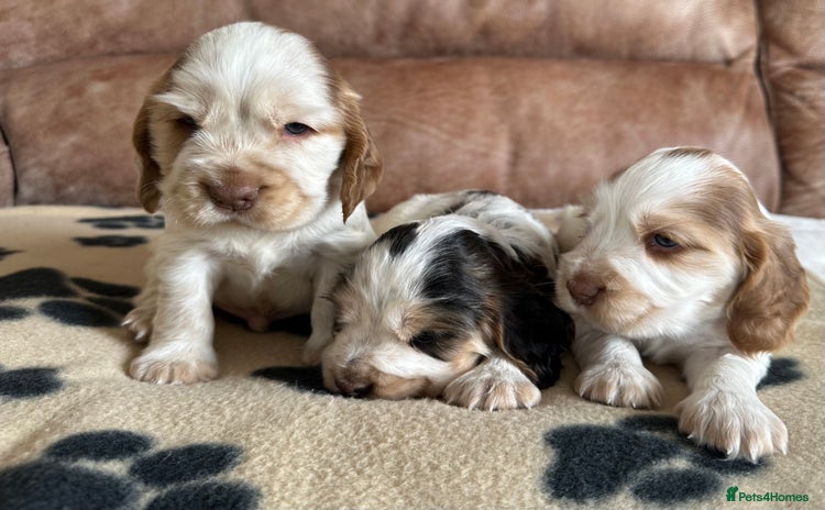 Cocker Spaniel dogs - Advert 6