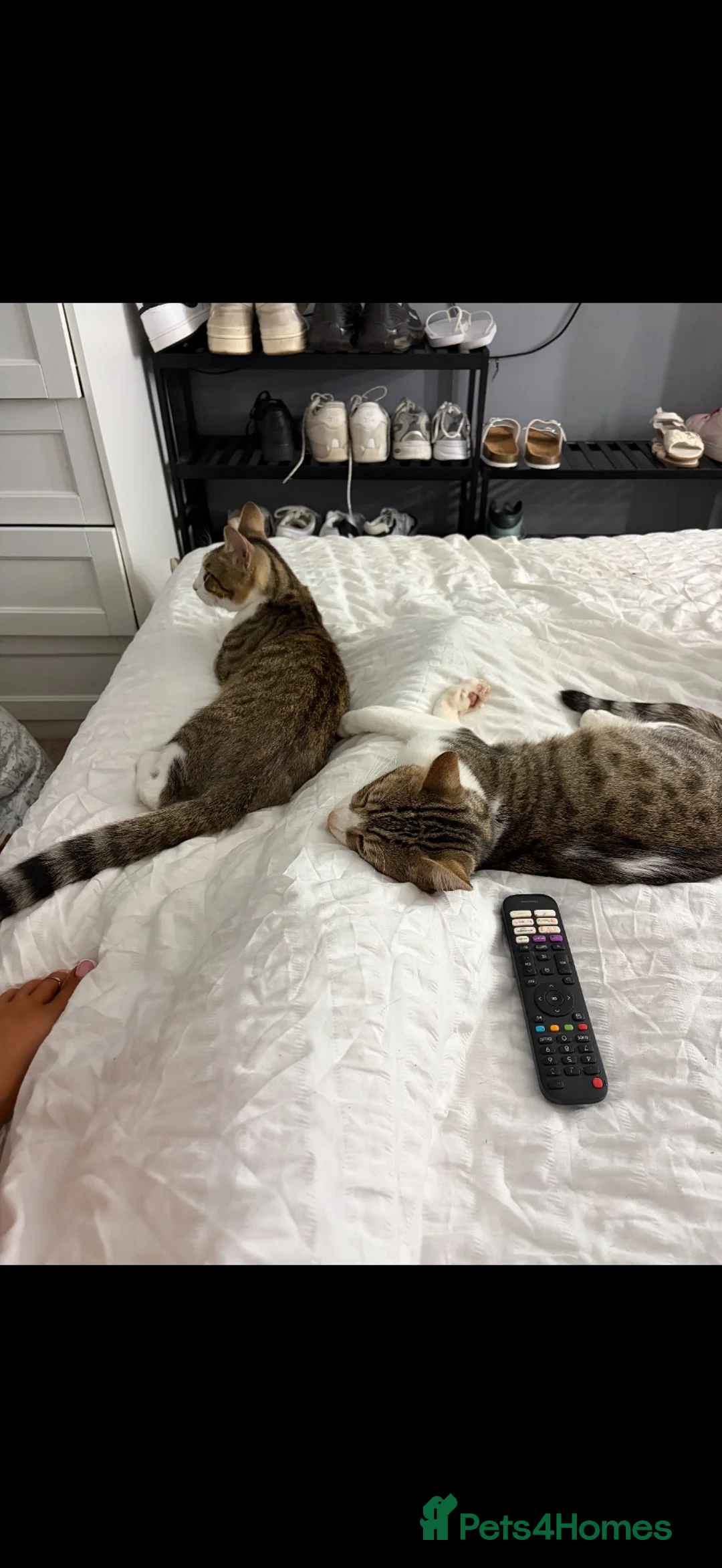 Domestic Shorthair cats for sale: Short hair Tabby brothers in need of a new home  - Advert 10