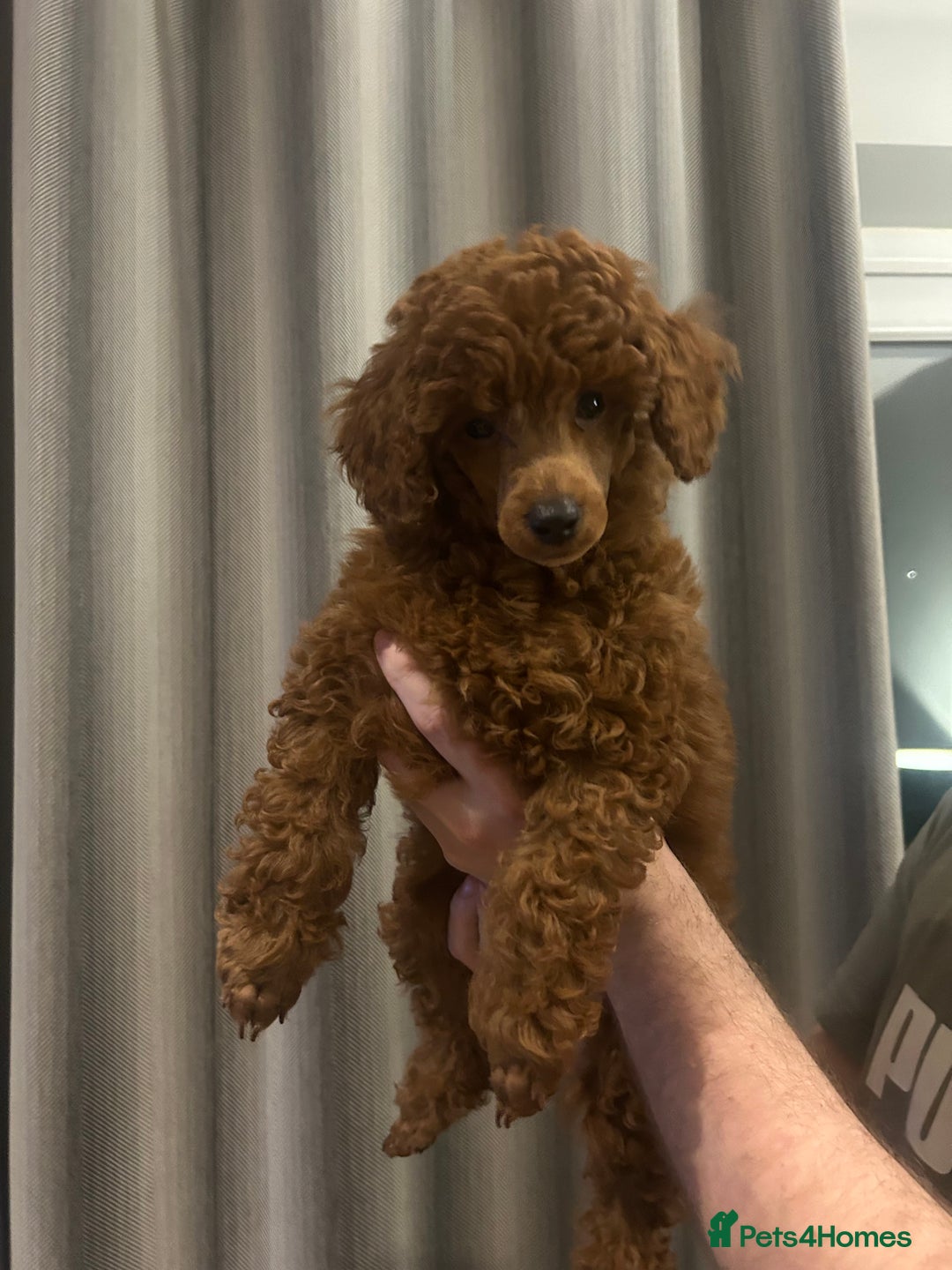 Miniature Poodle dogs for sale: Exceptional miniature poodle puppy  - Advert 1