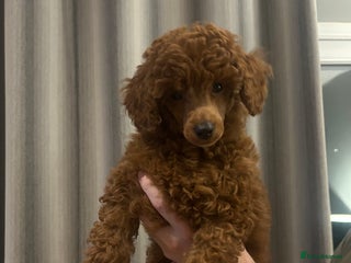 Miniature Poodle dogs Exceptional miniature poodle puppy - Advert 2