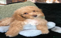 Mixed Breed dogs for sale: shihtzu x toy poodle puppies for sale - Image 30