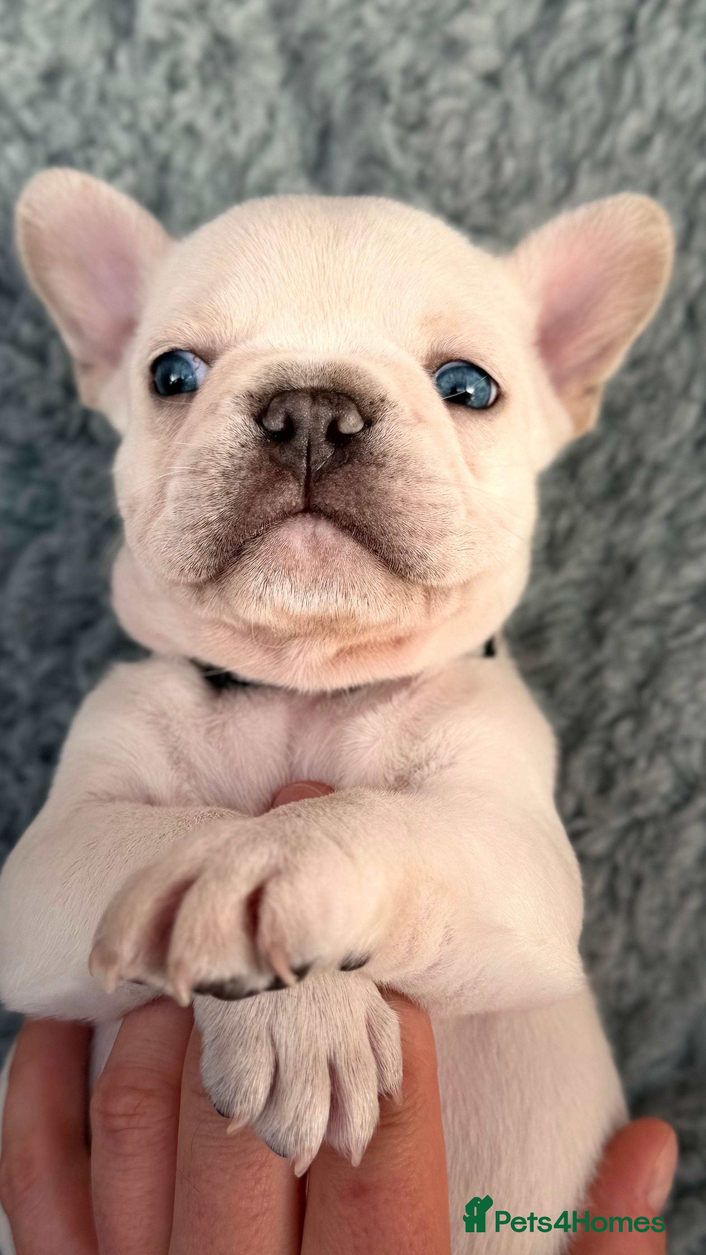 French Bulldog Puppy 7