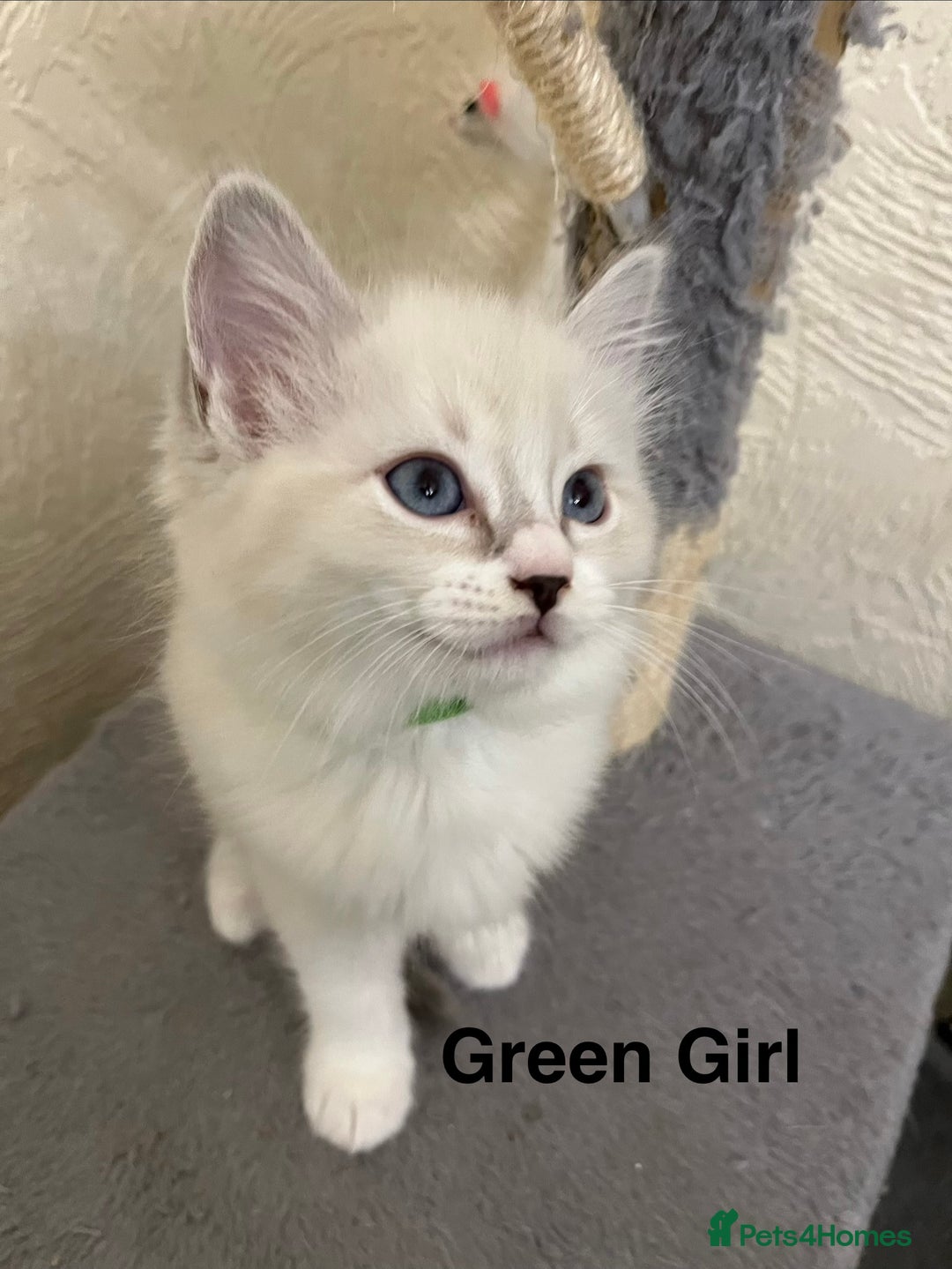 Ragdoll cats for sale: ❤️5 Beautiful Pure Ragdoll Kittens❗️❤️🐈 - Advert 22