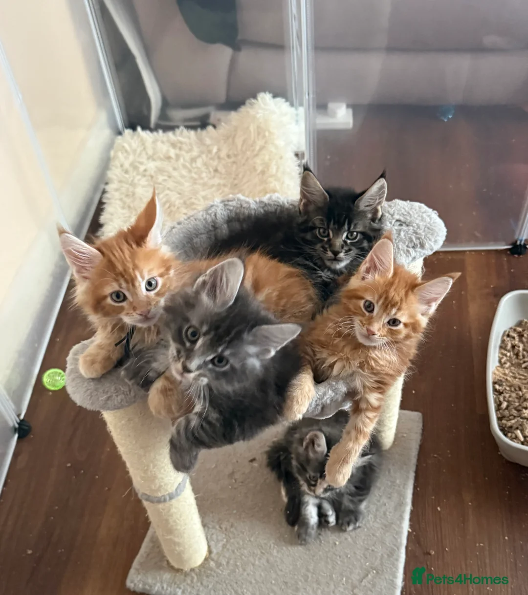 Maine Coon cats for sale: Fully registered Maine Coon kittens  - Advert 15