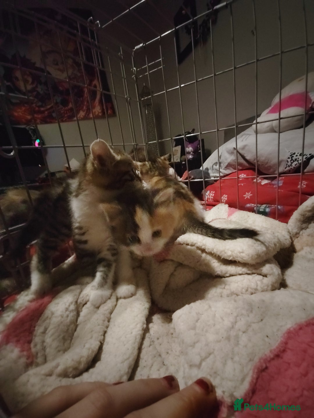 Mixed Breed cats for sale: Beautiful fluffy kittens  - Advert 5