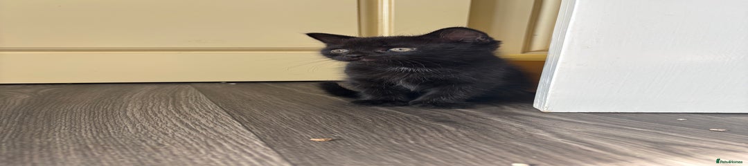 Mixed Breed Kitten 1